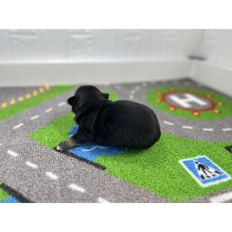 販売中の愛知県のチワワ(ロングコート)-431782の6枚目