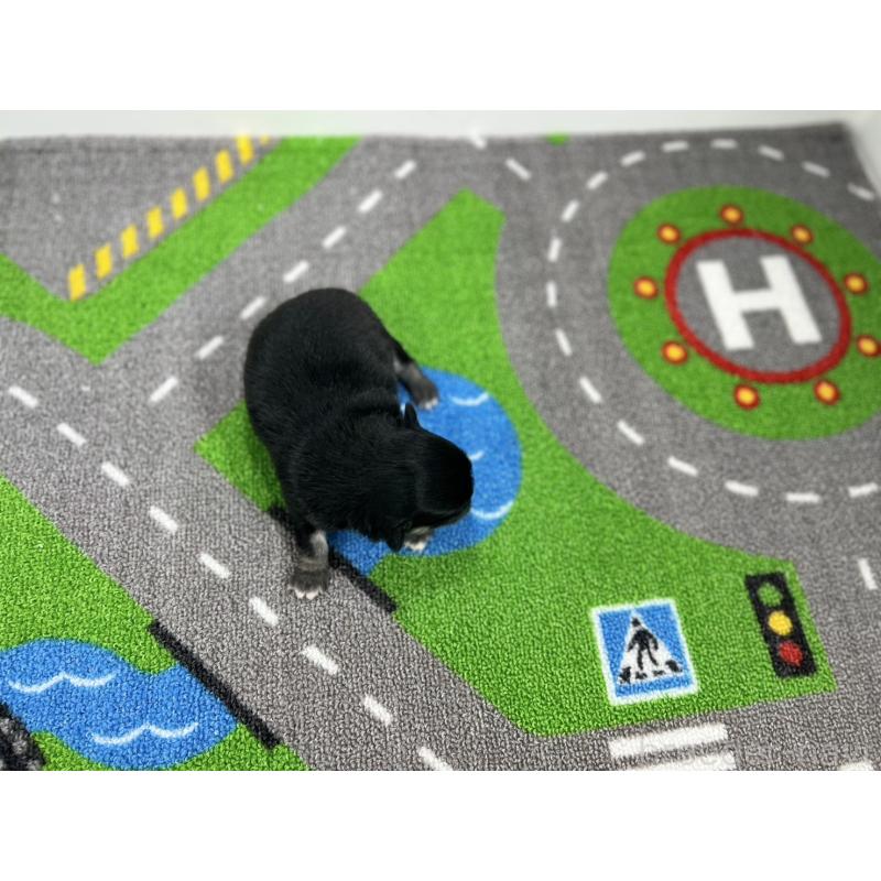 販売中の愛知県のチワワ(ロングコート)-431782の5枚目