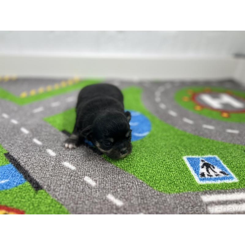 販売中の愛知県のチワワ(ロングコート)-431782の4枚目