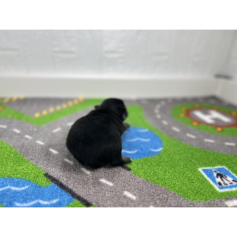 販売中の愛知県のチワワ(ロングコート)-431782の3枚目