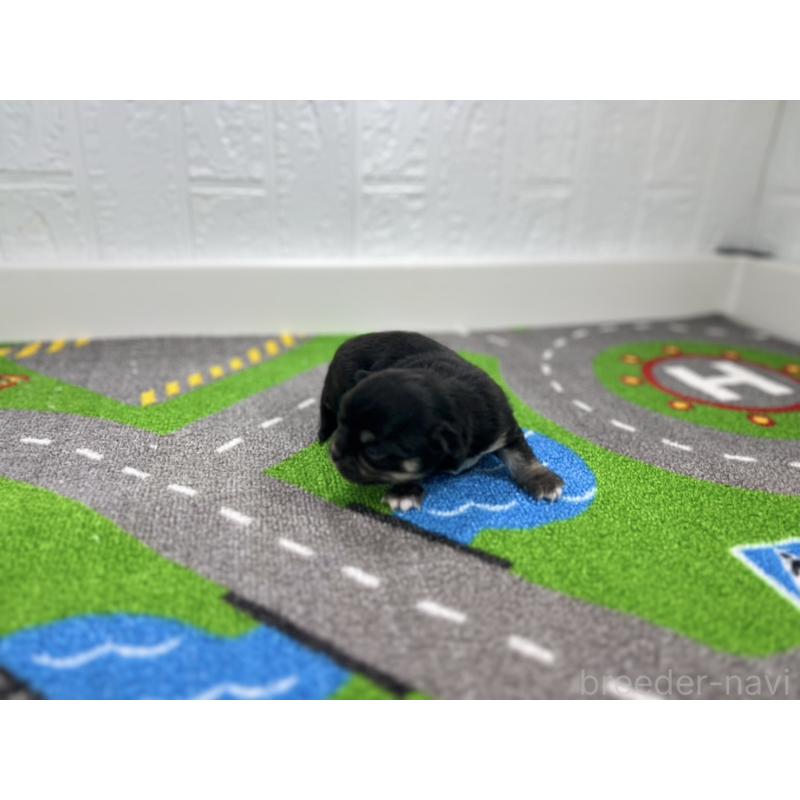 販売中の愛知県のチワワ(ロングコート)-431782の2枚目