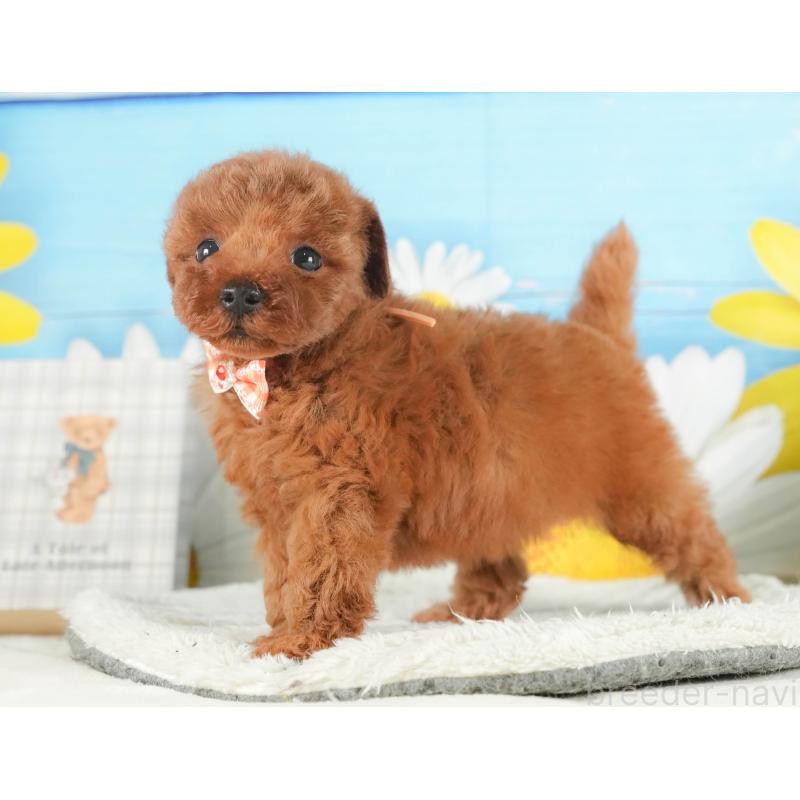 販売中の神奈川県のトイプードル-431783の14枚目