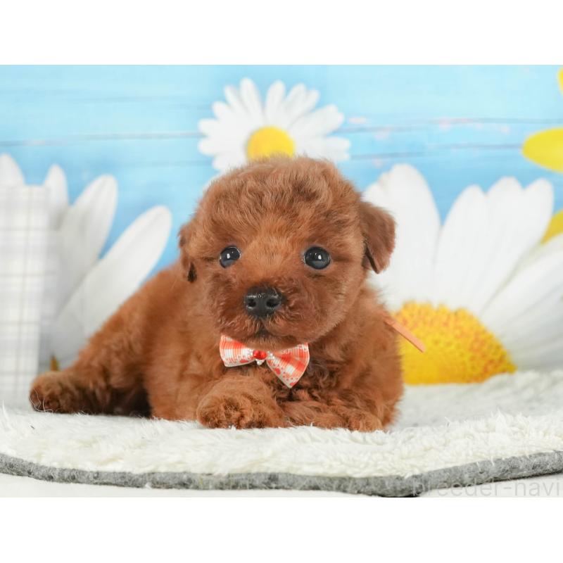 販売中の神奈川県のトイプードル-431783の13枚目