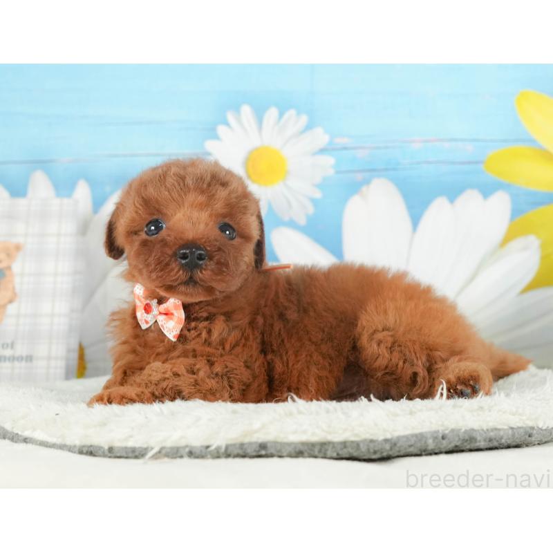 販売中の神奈川県のトイプードル-431783の12枚目