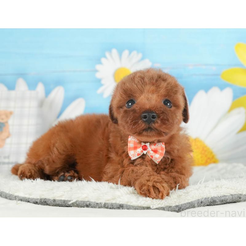 販売中の神奈川県のトイプードル-431783の11枚目