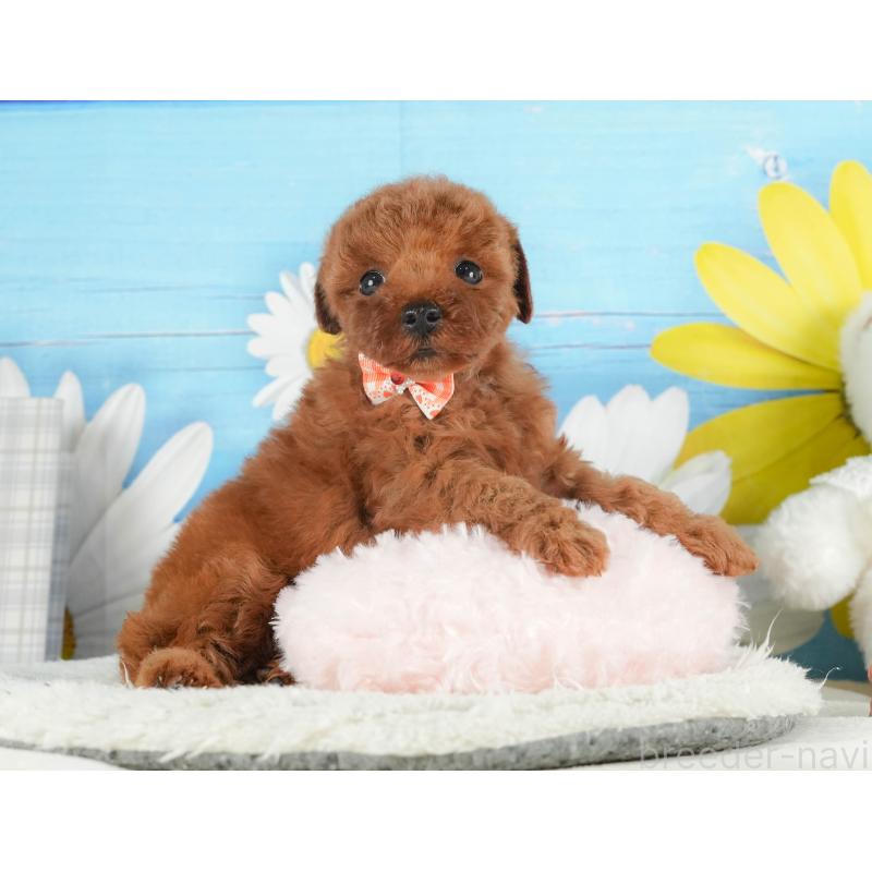 販売中の神奈川県のトイプードル-431783の9枚目