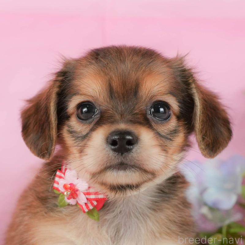 販売中の神奈川県のチワックス:チワワ×ミニチュアダックスフンド-431786