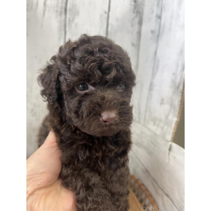 販売中の山梨県のトイプードル-431785の5枚目