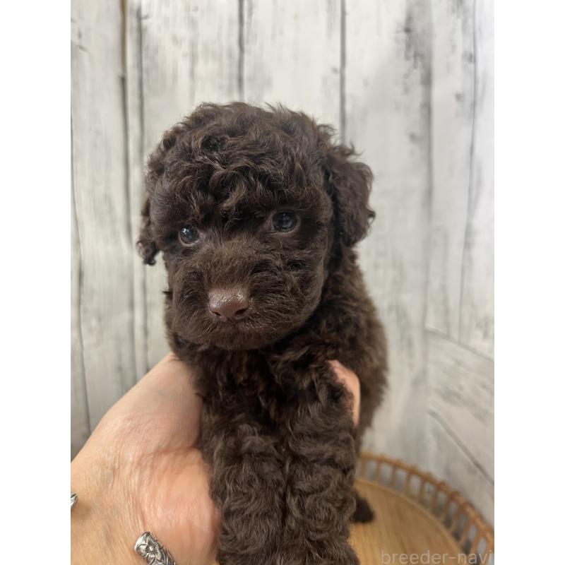 販売中の山梨県のトイプードル-431785の4枚目