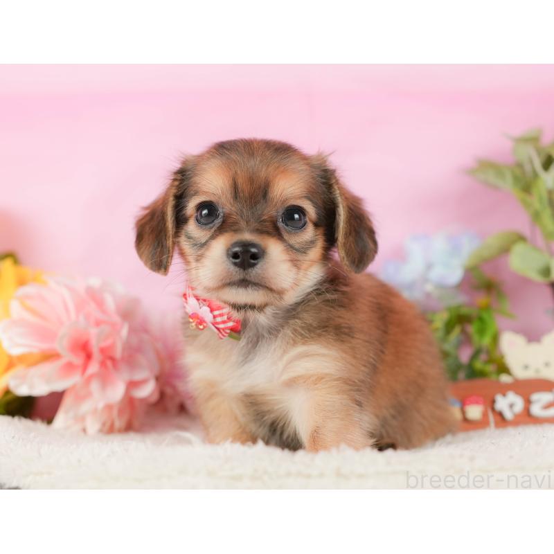 販売中の神奈川県のチワックス:チワワ×ミニチュアダックスフンド-431786の14枚目