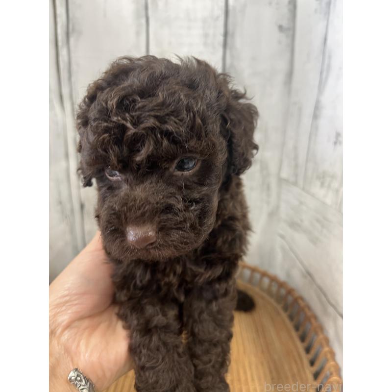 販売中の山梨県のトイプードル-431785の3枚目