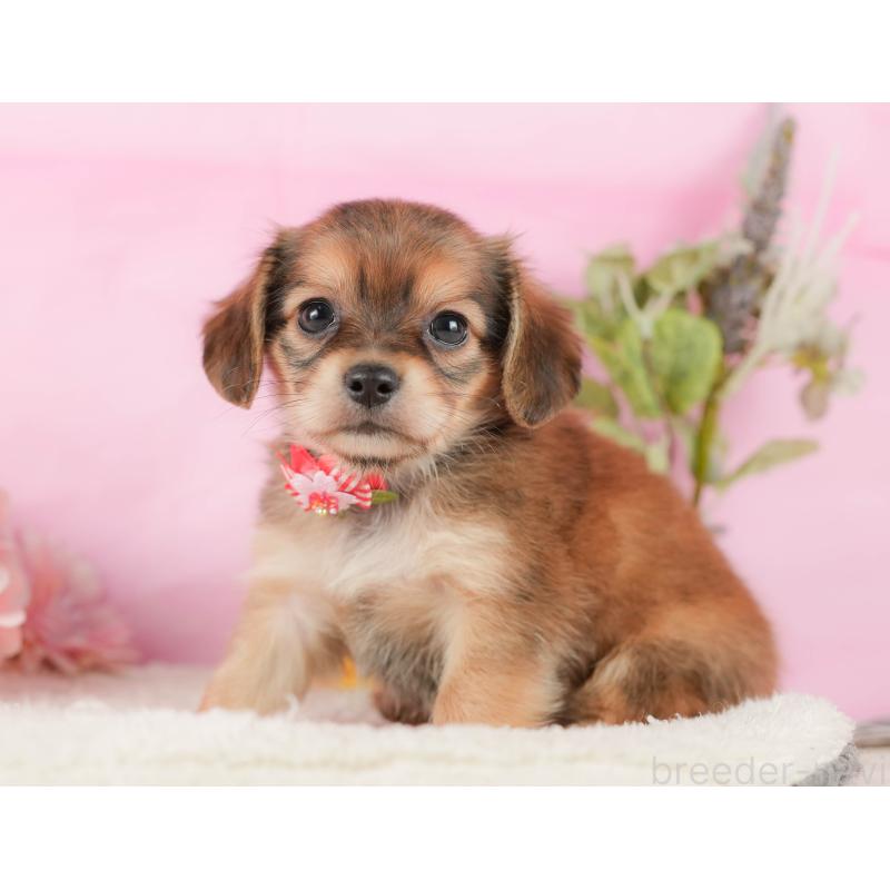 販売中の神奈川県のチワックス:チワワ×ミニチュアダックスフンド-431786の13枚目