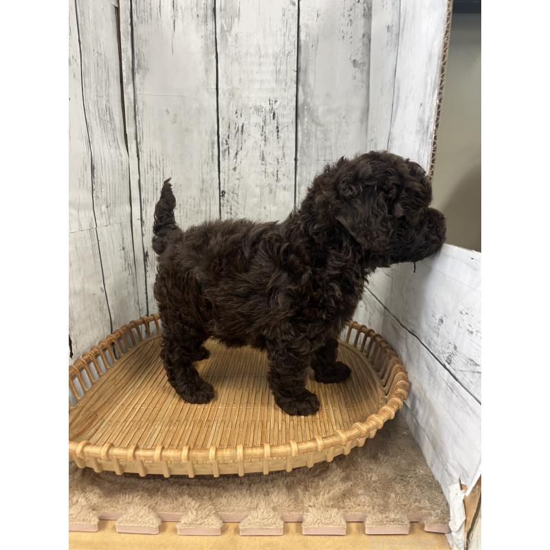 販売中の山梨県のトイプードル-431785の2枚目