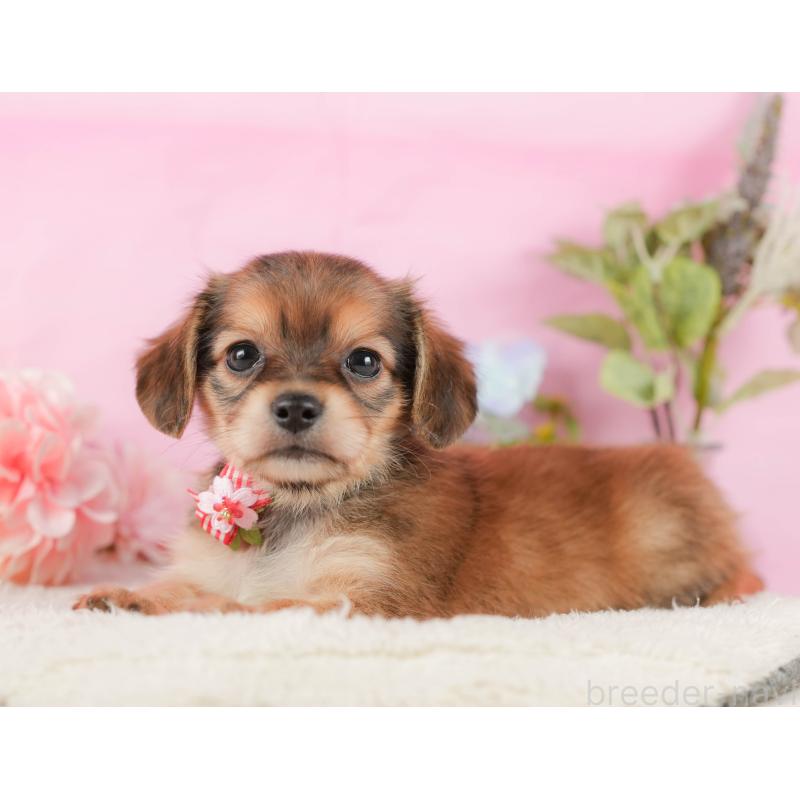 販売中の神奈川県のチワックス:チワワ×ミニチュアダックスフンド-431786の12枚目