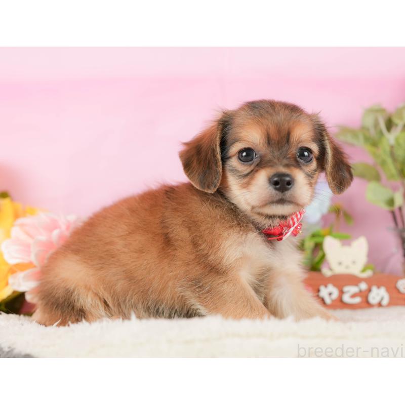 販売中の神奈川県のチワックス:チワワ×ミニチュアダックスフンド-431786の11枚目