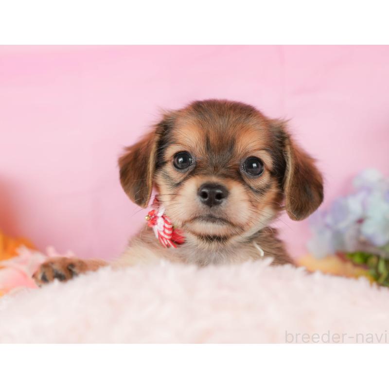 販売中の神奈川県のチワックス:チワワ×ミニチュアダックスフンド-431786の10枚目