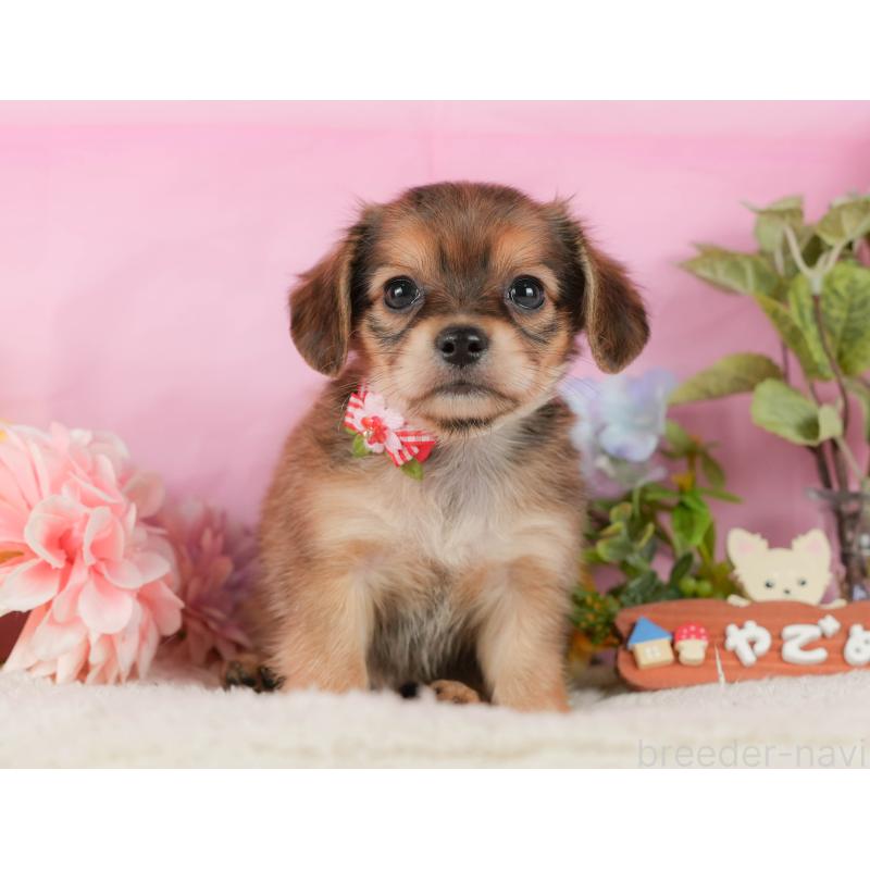 販売中の神奈川県のチワックス:チワワ×ミニチュアダックスフンド-431786の9枚目