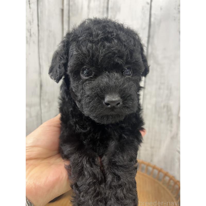 販売中の山梨県のトイプードル-431787の4枚目