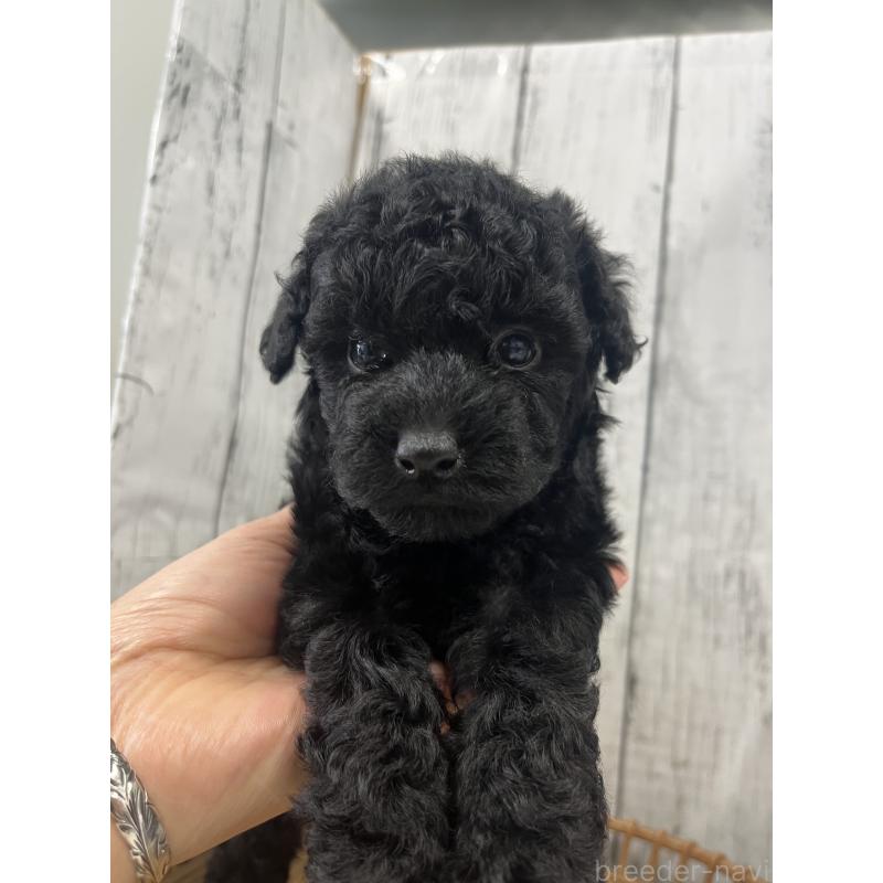 販売中の山梨県のトイプードル-431787の3枚目