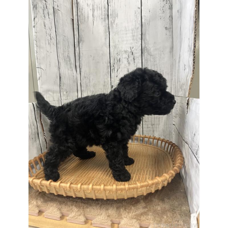 販売中の山梨県のトイプードル-431787の2枚目