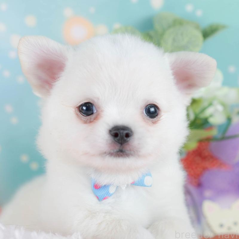 販売中ののチワワ(ロングコート)-431788