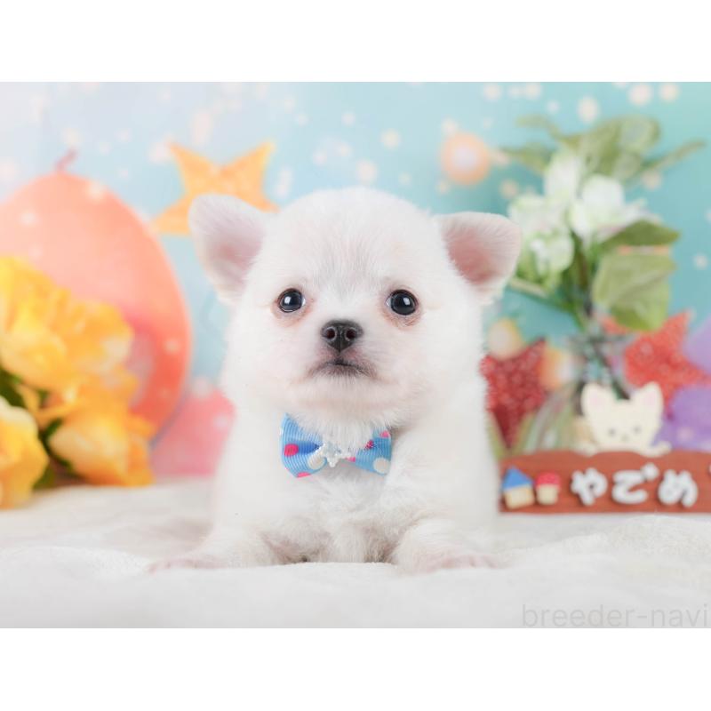 販売中の神奈川県のチワワ(ロングコート)-431788の14枚目