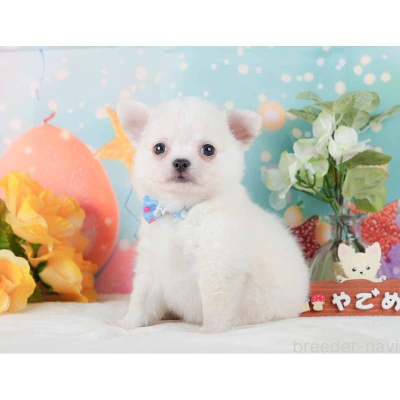 販売中の神奈川県のチワワ(ロングコート)-431788の13枚目