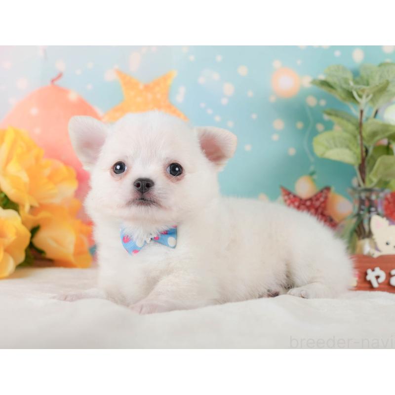 販売中の神奈川県のチワワ(ロングコート)-431788の12枚目