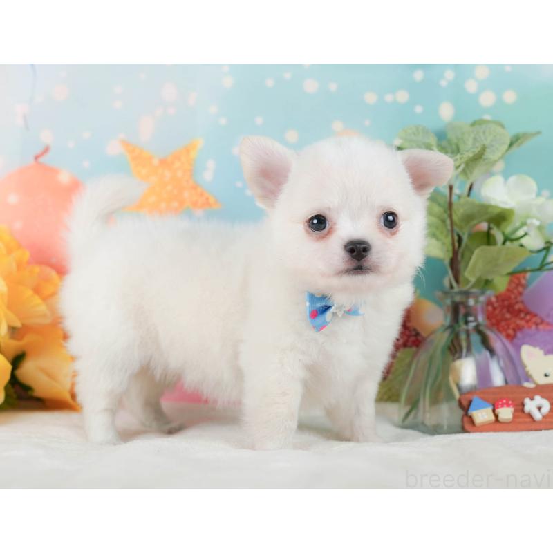 販売中の神奈川県のチワワ(ロングコート)-431788の11枚目