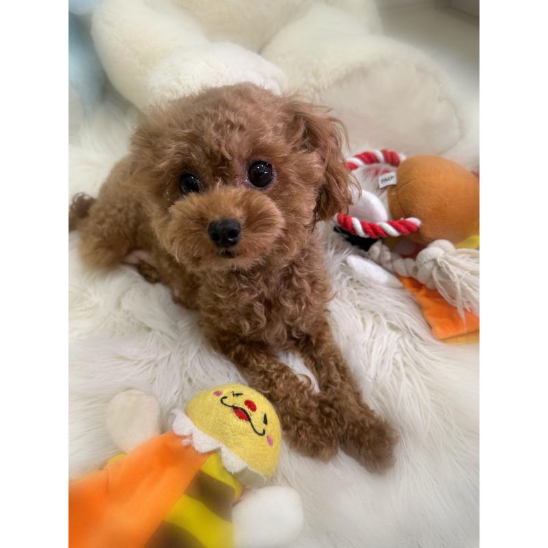 りんちゃんちゃん1枚目