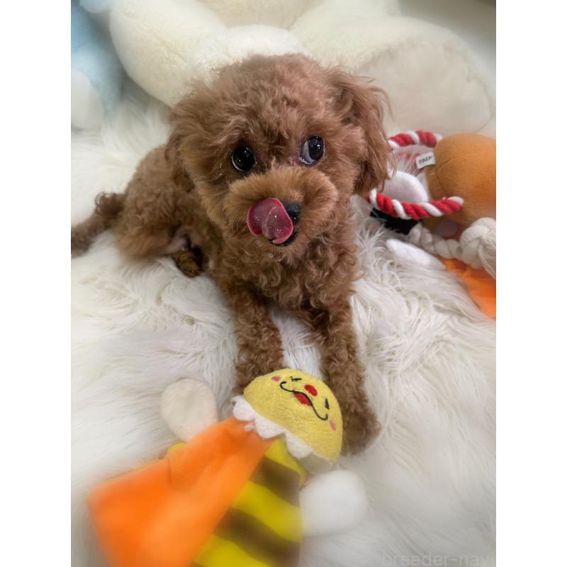 りんちゃんちゃん1枚目