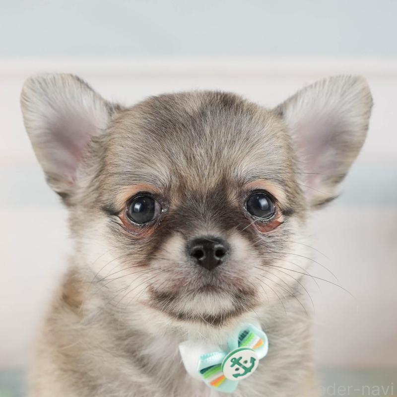 販売中の神奈川県のチワワ(ロングコート)-431790