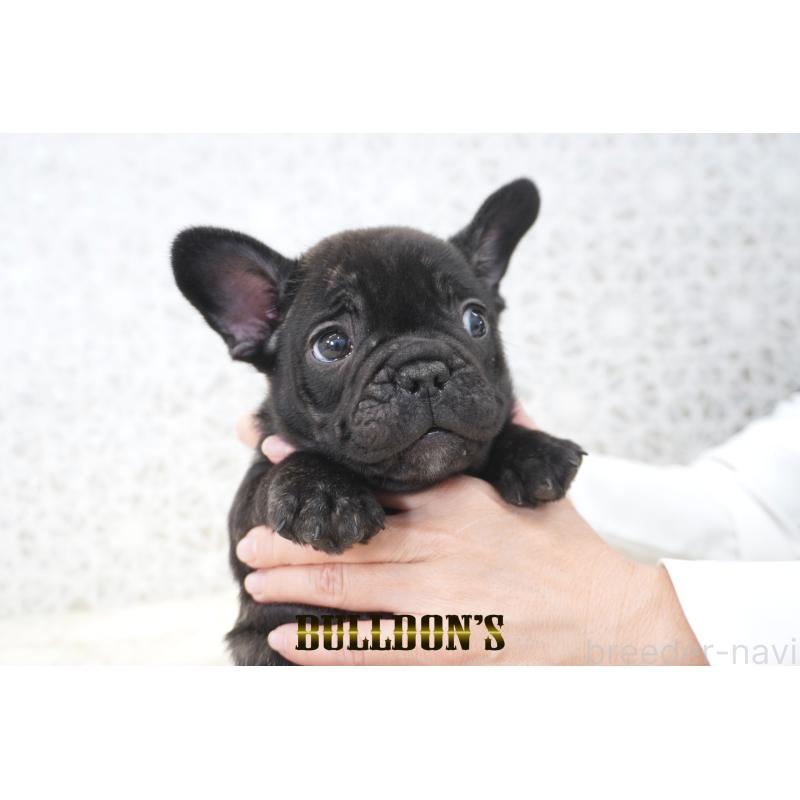 販売中の東京都のフレンチブルドッグ-431789の7枚目