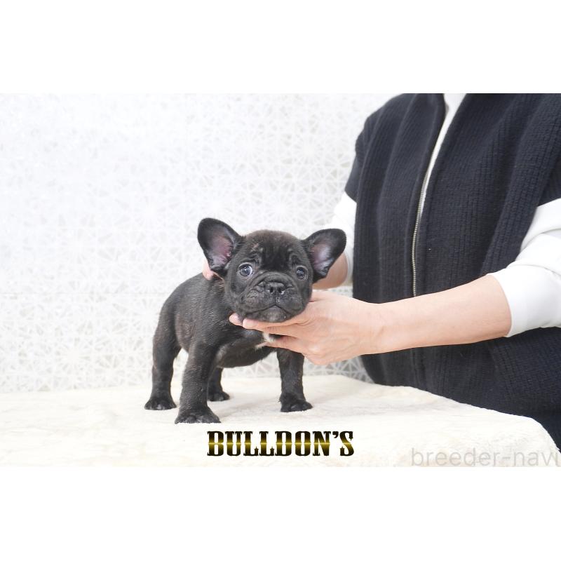 販売中の東京都のフレンチブルドッグ-431789の5枚目