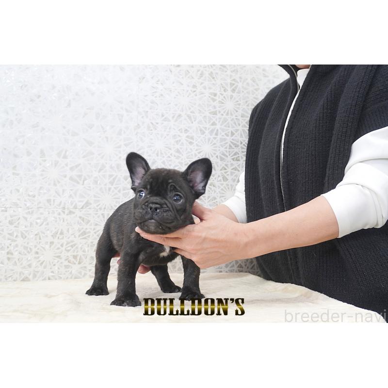 販売中の東京都のフレンチブルドッグ-431789の4枚目