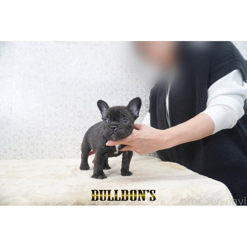 販売中の東京都のフレンチブルドッグ-431789の3枚目