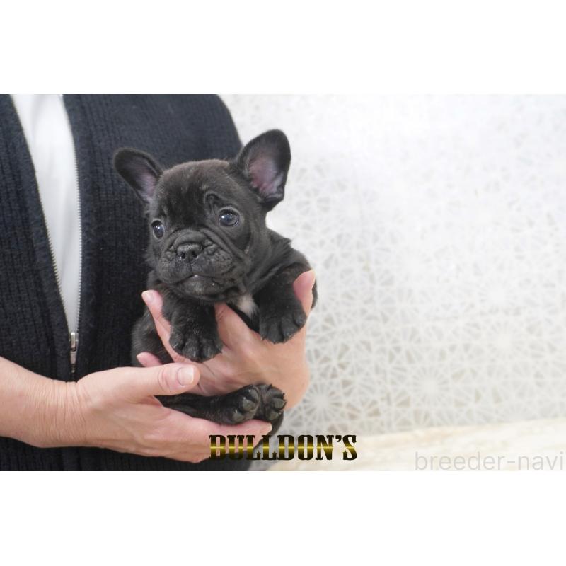 販売中の東京都のフレンチブルドッグ-431789の2枚目