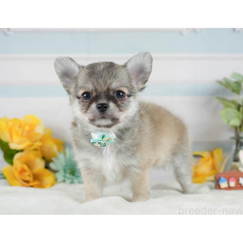 販売中の神奈川県のチワワ(ロングコート)-431790の11枚目