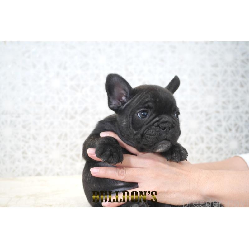 販売中の東京都のフレンチブルドッグ-431791の8枚目