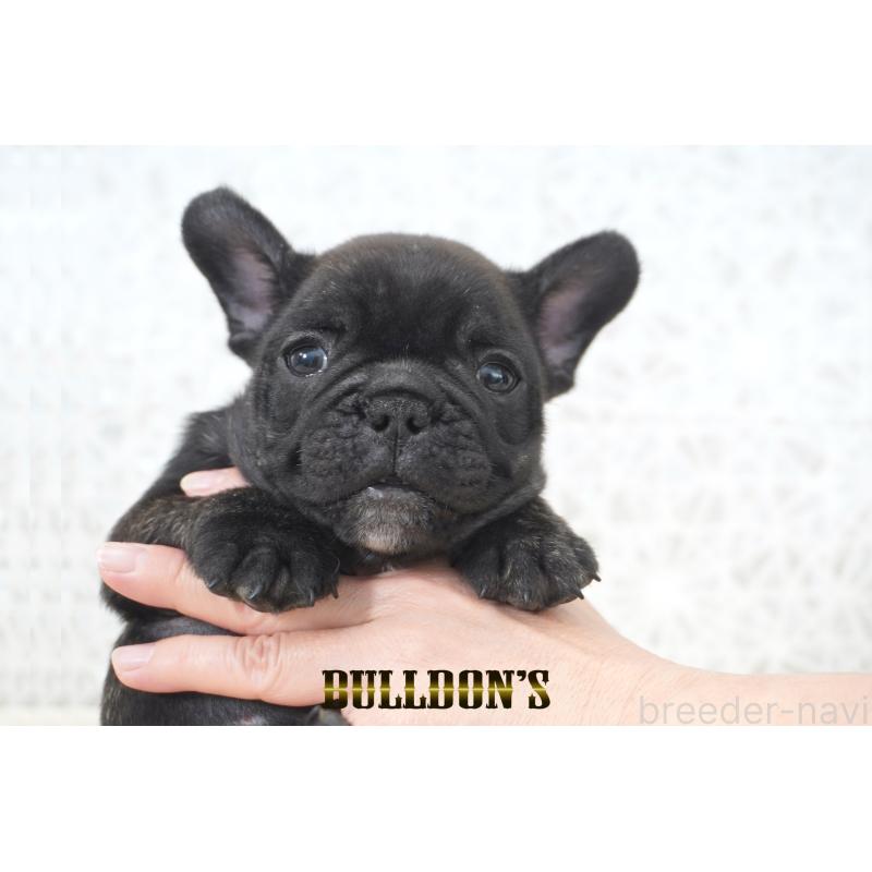 販売中の東京都のフレンチブルドッグ-431791の7枚目