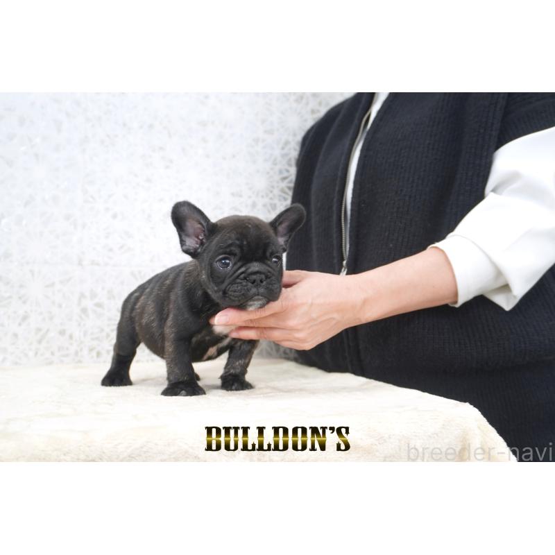 販売中の東京都のフレンチブルドッグ-431791の6枚目