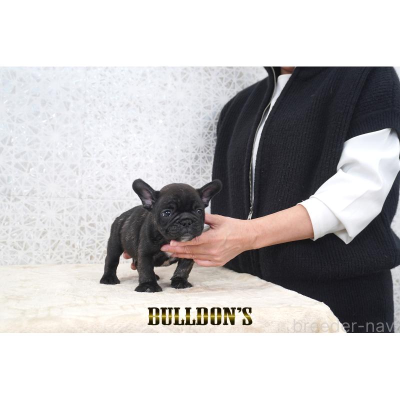 販売中の東京都のフレンチブルドッグ-431791の4枚目