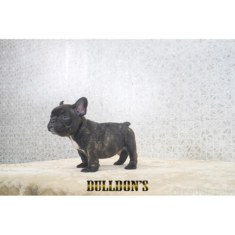 販売中の東京都のフレンチブルドッグ-431791の2枚目