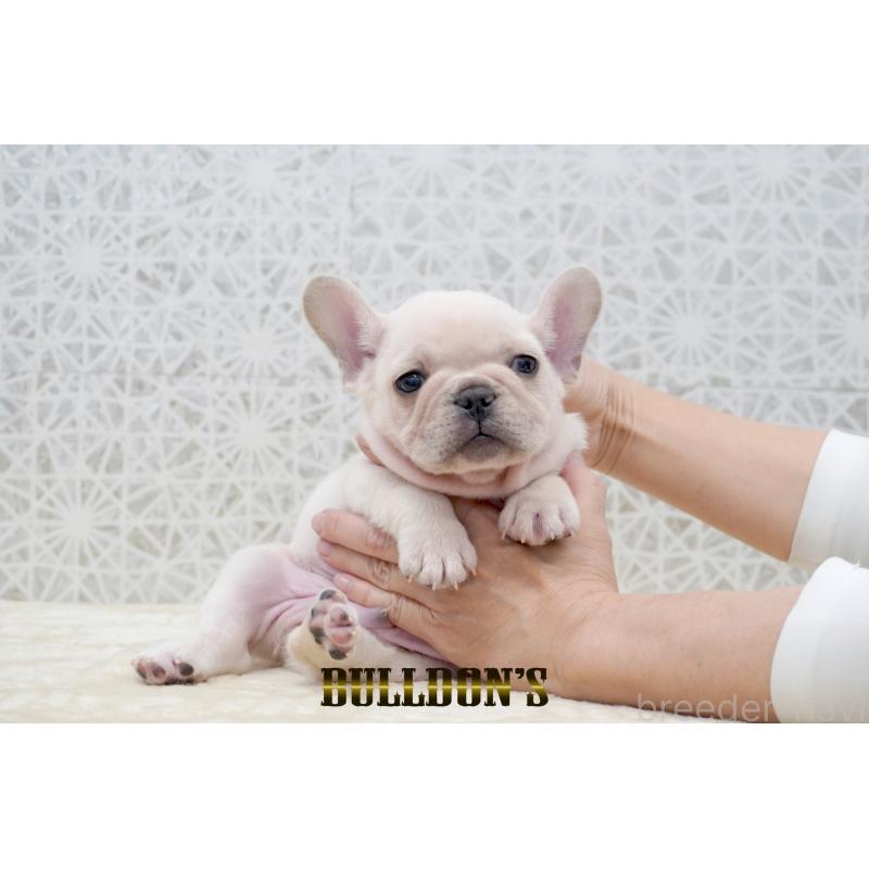 販売中の東京都のフレンチブルドッグ-431792の1枚目