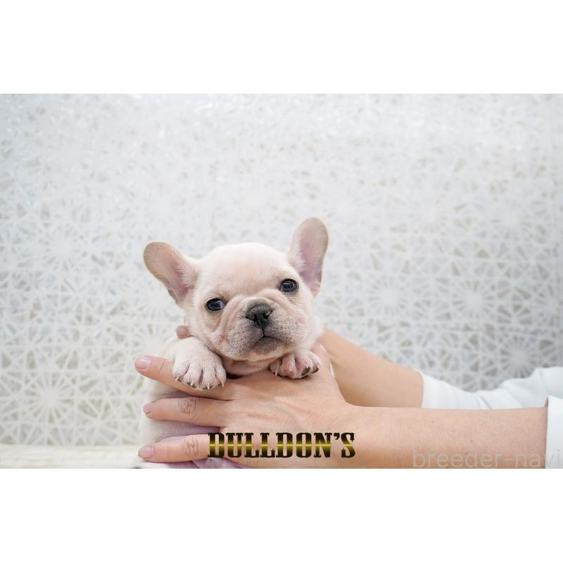 販売中の東京都のフレンチブルドッグ-431792の8枚目