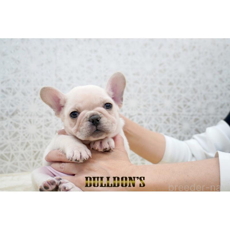 販売中の東京都のフレンチブルドッグ-431792の7枚目