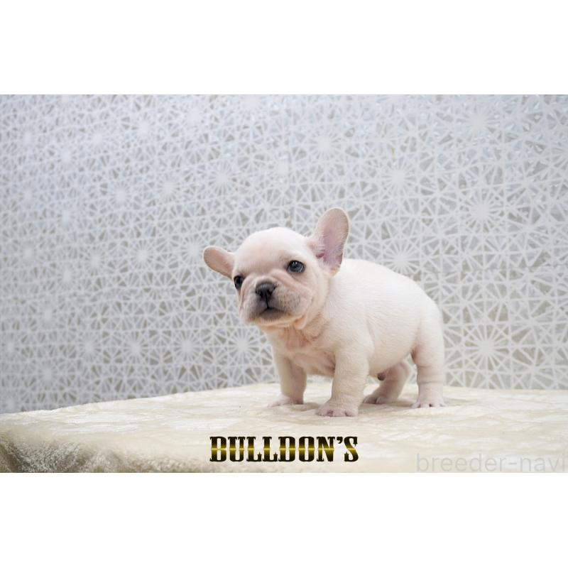 販売中の東京都のフレンチブルドッグ-431792の4枚目