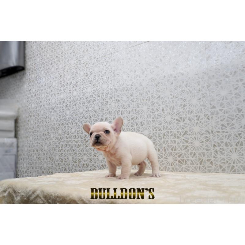 販売中の東京都のフレンチブルドッグ-431792の3枚目