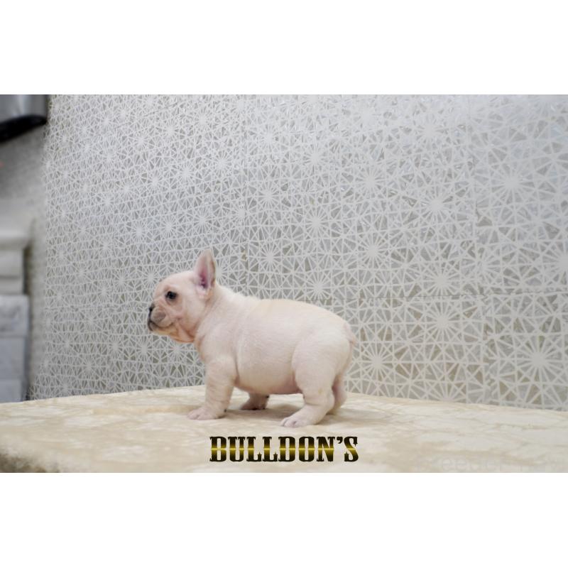 販売中の東京都のフレンチブルドッグ-431792の2枚目