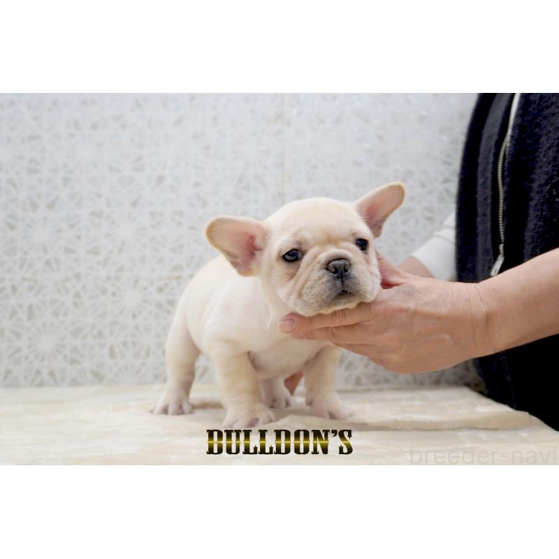 販売中の東京都のフレンチブルドッグ-431793の1枚目